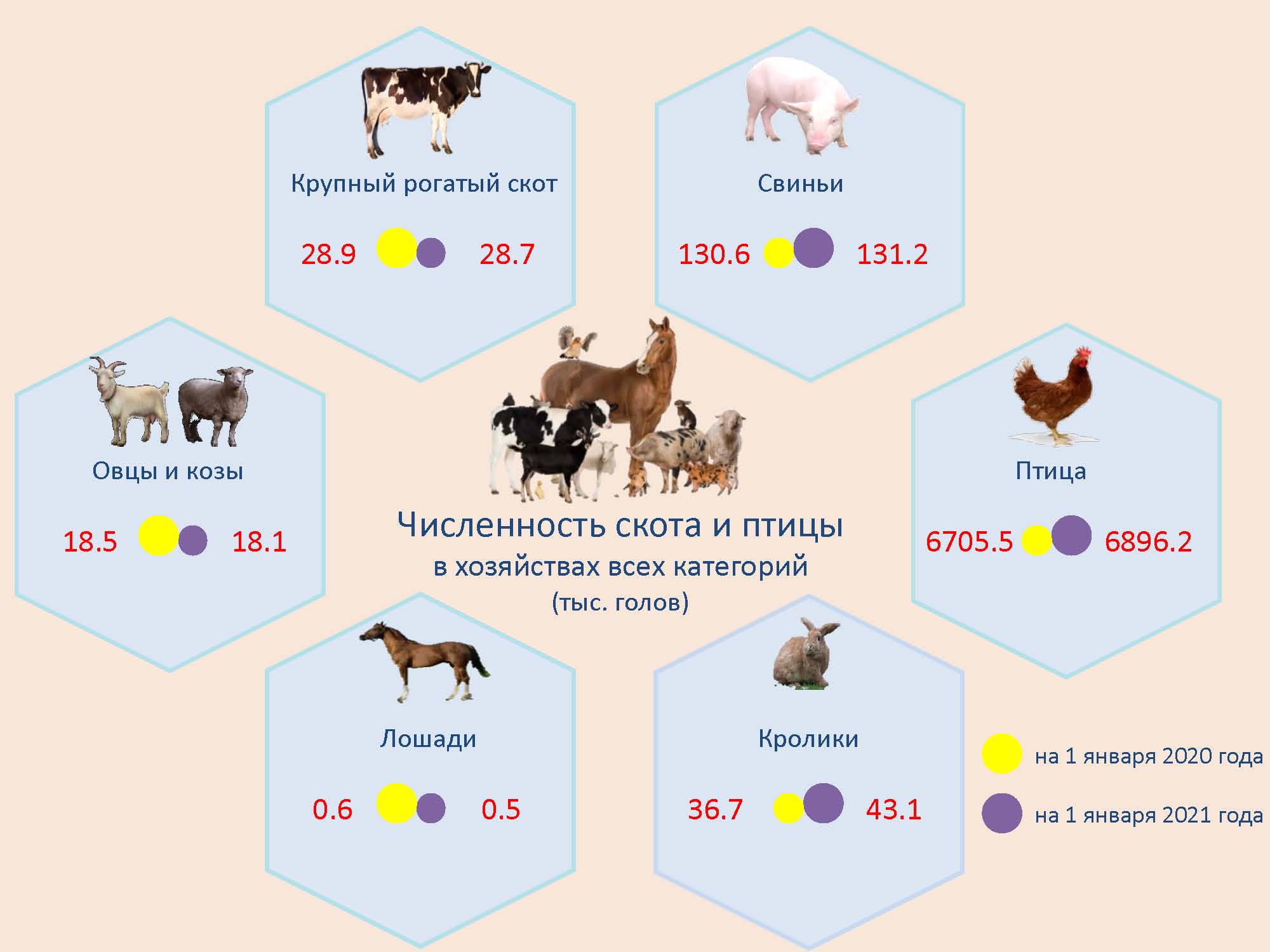 Animal 2020. Поголовье крупного рогатого скота. Численность скота и птицы в мире. Поголовье крупного рогатого скота в России в 2023. Поголовье крупного рогатого скота в Новосибирской области.